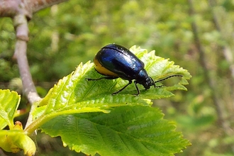 Alder Beetle 