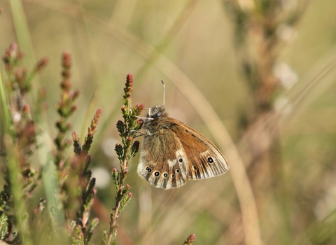 Large heath butterfly with brown and orange wings and small eye like markings, resting on heather