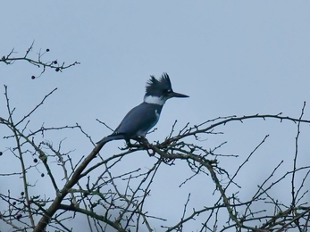 A belted kingfisher, with its blue back and crest visible, sitting on a tree branch against a grey sky