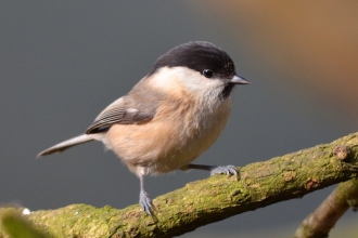 A rare willow tit standing on a tree branch