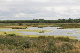 The wetland landscape at Lunt Meadows Nature Reserve