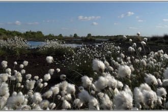 cotton grass blooming on Little Woolden Moss