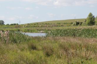 A pond surrounded by grass at Freeman's Pools nature reserve