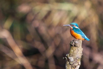 Kingfisher at Mere Sands Wood by Ryan Pentall
