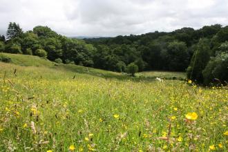 A field full of wildflowers at Freeman's Pasture nature reserve