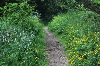Wildflowers bordering a path at Foxhill Bank nature reserve