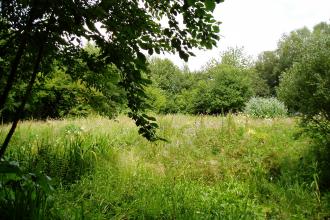 A grassy clearing at Pleasington Old Hall Wood