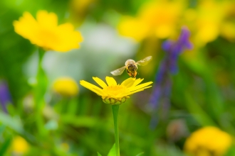 Honey bee by Daniel Parkinson