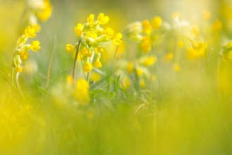 Close-up of a field of bright yellow cowslips by Jon Hawkins
