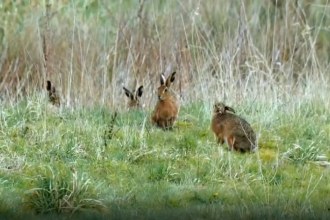 Hares on Countryfile