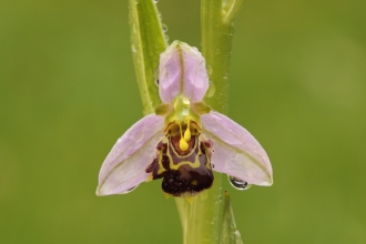A bee orchid dripping with fresh morning dew