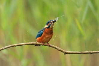 A kingfisher sitting on a twig and shaking a fish from side to side