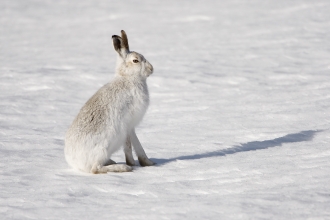 Snow Hare