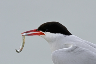A common tern with a sand eel clasped in its bill