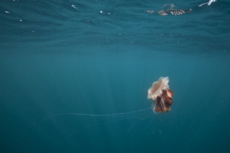A lion's-mane jellyfish drifting through the Irish Sea