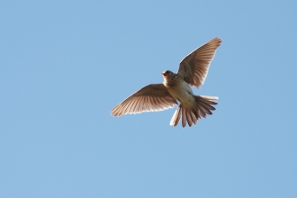 A skylark flying high into the sky and singing