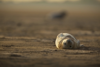 Grey seal by Neil Aldridge