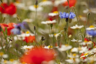 wildflower meadow by Paul Hobson