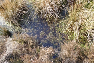 A pool lined with sphagnum moss at Red Moss