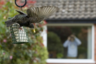 A starling flying away from a suet feeder while someone watches from their window