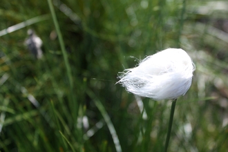 A tuft of common cottongrass at Little Woolden Moss nature reserve