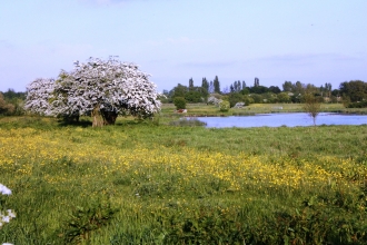 Grassland and wetland pools at Lightshaw Meadows nature reserve