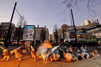 Feral pigeons in Manchester - Terry Whittaker/2020VISION