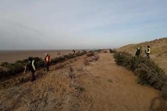 Volunteers planting Christmas trees to form new sand dunes at St Anne's