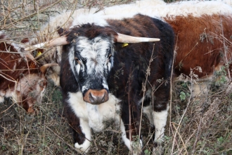 A longhorn cow grazing at Brockholes nature reserve