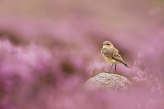 A female wheatear standing on a rock amongst a sea of pink heather