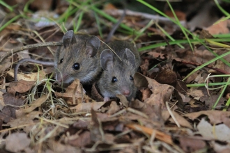 A pair of wood mice crouched together in leaf litter