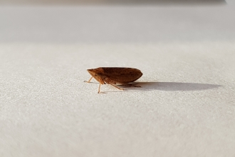 An adult common froghopper sitting on a piece of paper
