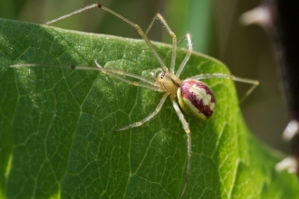 A candy-striped spider crawling across a leaf at Brockholes Nature Reserve