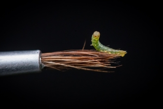 A tiny green newborn large heath caterpillar sits on a paintbrush