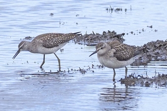 A pair of wood sandpipers foraging in the mud at Lunt Meadows