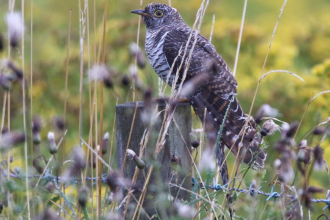 A juvenile cuckoo perched on a fence post at Lunt Meadows Nature Reserve