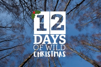 Take part in the 12 Days of Wild Christmas and get closer to nature this winter