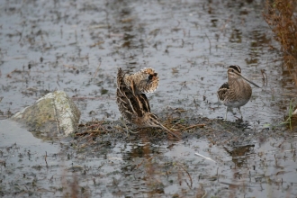 A pair of snipe roosting on a pool at Seaforth Nature Reserve