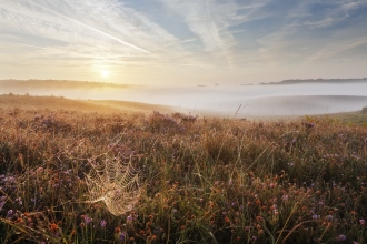 Spider web in heathland by Guy Edwardes/2020VISION