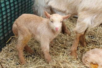 A golden Guernsey goat kid standing in a pen with its mother and sibling
