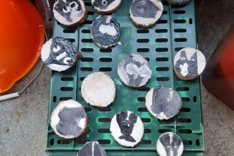 Badger faces painted onto flat stones by a Forest School class