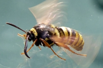 A lunar hornet clearwing moth standing on a car windscreen and flapping its wings