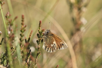 Large heath butterfly with brown and orange wings and small eye like markings, resting on heather
