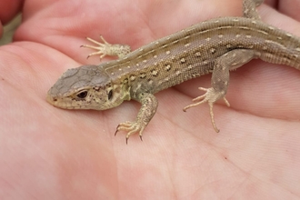 A young sand lizard sat on someone's hand during the Lancashire Wildlife Trust reintroduction