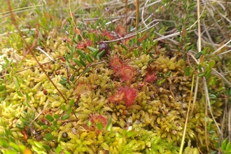 Red round leaved sundew amongst green sphagnum moss at Winmarleigh Moss