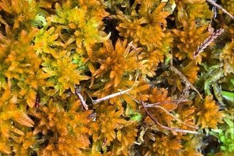Gold and yellow coloured golden bog moss