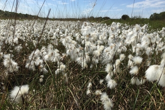 Cotton grass on Astley Moss