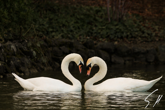 A pair of swans facing each other on a pond with their necks making a heart shape