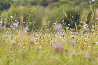 Wildflower meadow (c) James Adler