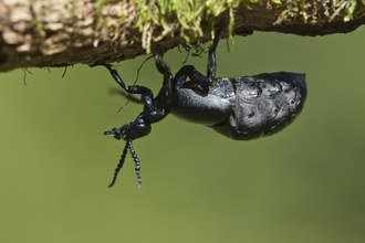 A black oil beetle standing upside down on the underside of a twig